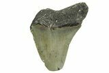 Bargain, Fossil Megalodon Tooth - North Carolina #361736-1